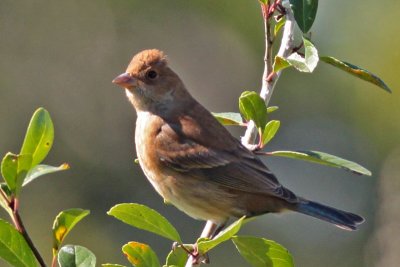 Indigo Bunting