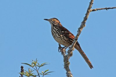 Brown Thrasher