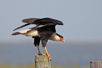 Crested Caracara