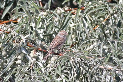 Brewer's Sparrow