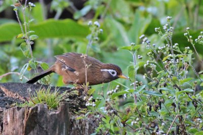 Hwamei (Melodious Laughing-thrush)