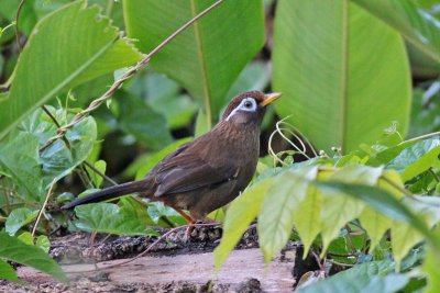 Melodious Laughing Thrush (Hwamei)