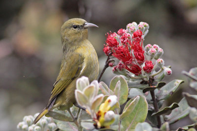 Hawai`i `Amakihi