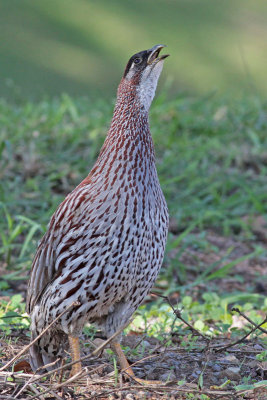 Erckel's Francolin