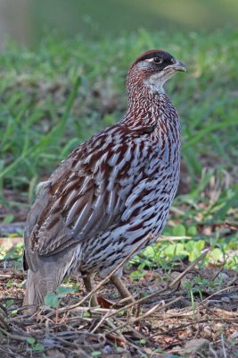 Erckel's Francolin