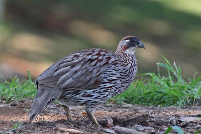 Erckel's Francolin