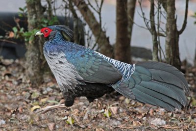 Kalij Pheasant (male)