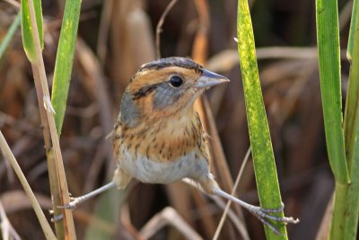 Nelson's Sparrow