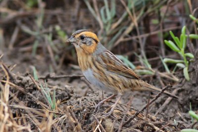 Nelson's Sparrow