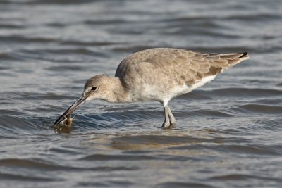 Willet with crab
