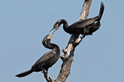 Neotropic Cormorants