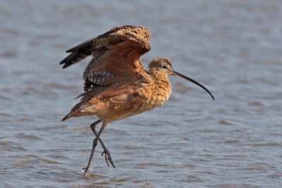 Long-billed Curlew drying off