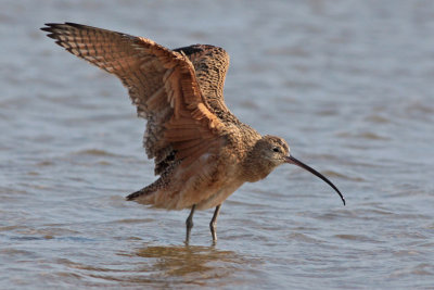 Long-billed Curlew drying off