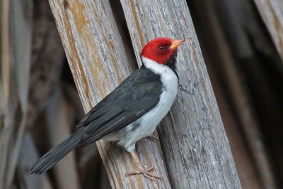 Yellow-billed Cardinal