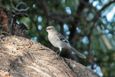 Northern Mockingbird