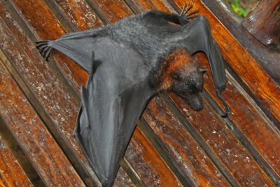 Palau Fruit Bat (Olik)