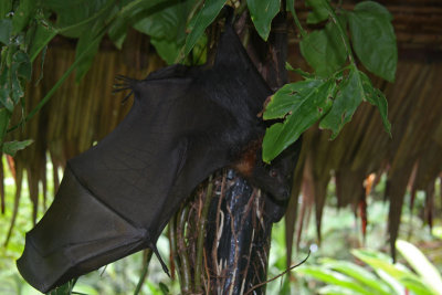  Palau Fruit Bat (Olik)
