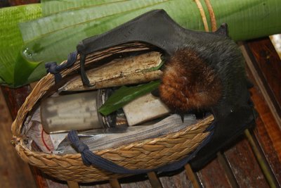 A pet fruit bat raids its owner's basket