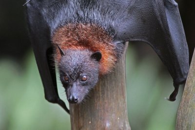 Palau Fruit Bat (Olik)