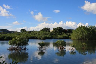 Mangrove scene