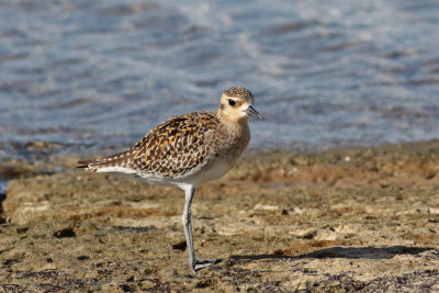 Pacific Golden Plover