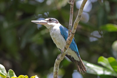 Collared Kingfisher