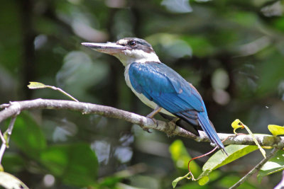 Collared Kingfisher