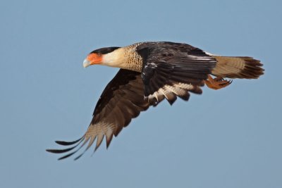 Crested Caracara