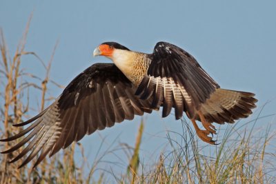 Crested Caracara