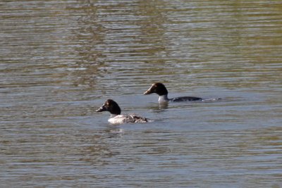 Common Goldeneyes