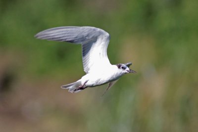 White-winged Tern