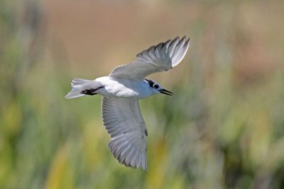 White-winged Tern