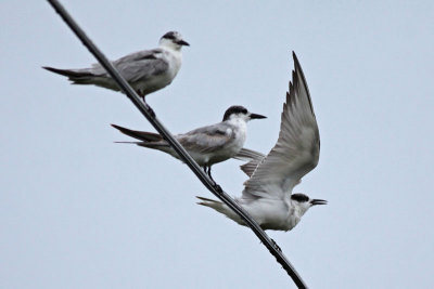 Whiskered Terns