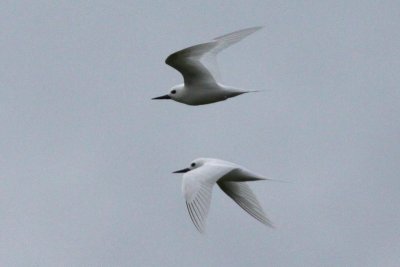 White Terns