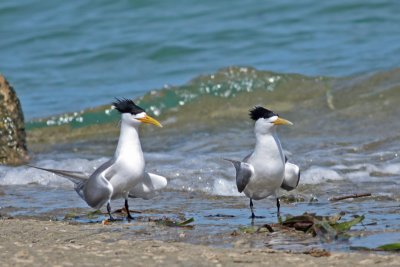 Swift Terns