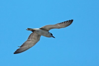  Whiskered Tern