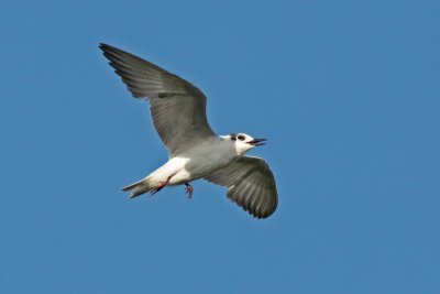 White-winged Tern