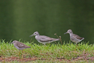 Wood Sandpipers with Grey-tailed Tattler