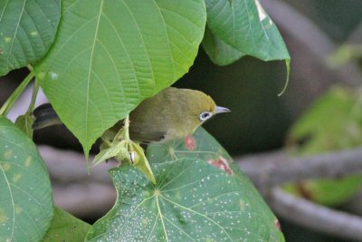 Citrine White-eye