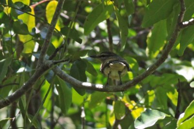Palau Cicadabird