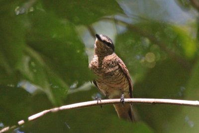 Palau Cicadabird