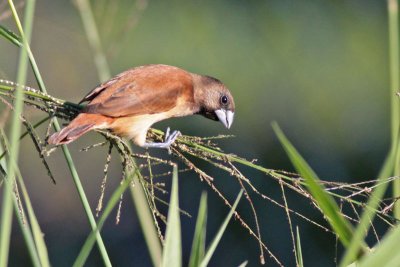 Chestnut Munia