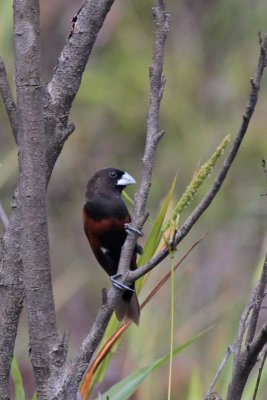 Chestnut Munia