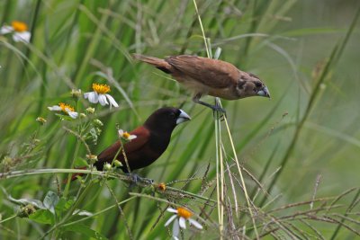 Chestnut Munia