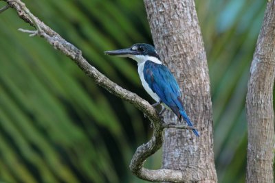 Collared Kingfisher