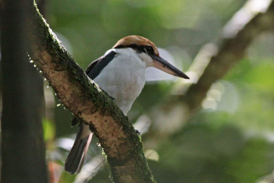 Palau Kingfisher