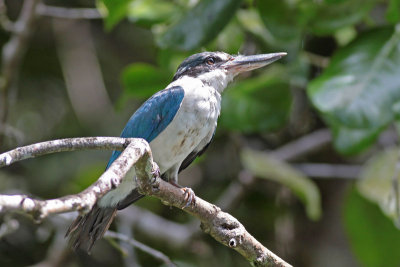 Collared Kingfisher