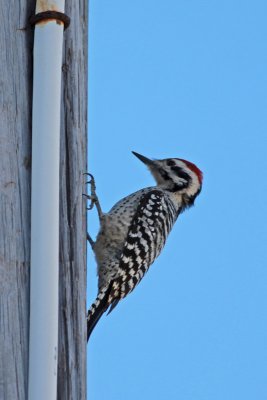 Ladder-backed Woodpecker