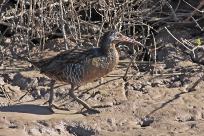 Clapper Rail