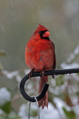 Northern Cardinal